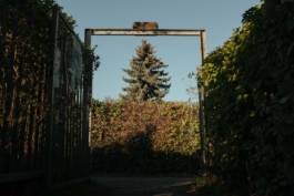 Reinickendorf Berlin Streetphotography Baum in Kleingartenanlage Maximilian Gödecke Photography 