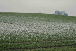Reinickendorf Berlin Streetphotography Lübarser Feld mit Hochhäusern im Hintergrund Maximilian Gödecke Photography 