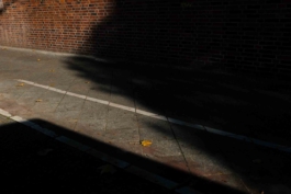 Reinickendorf Berlin Streetphotography Blatt auf der Straße Maximilian Gödecke Photography 